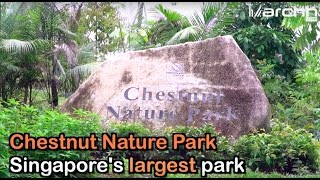 Chestnut Nature Park - Singapore’s largest Park