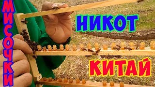 Вывод маток.Мисочки Никот и Подделка.Как влияет на прививку личинок