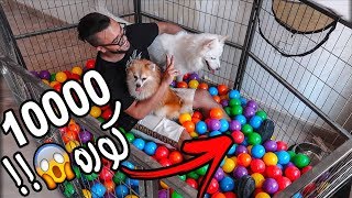 عبيت بيت روز و روبي 10000 كورة? !!