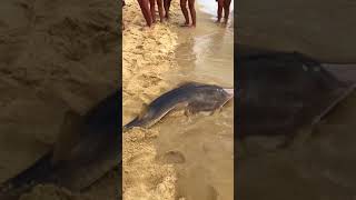 Tourists Watch in Awe as Man Catches Shark in Queensland, Australia