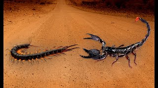 VERSUS SCORPION!!! СКОРПИОН В ДЕЛЕ!!! скорпион против вдовы!