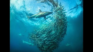Sardine Run Port Elizabeth Epic BaitBall
