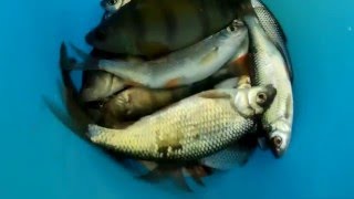 Рыбалка на озере Сугояк. Челябинская область.