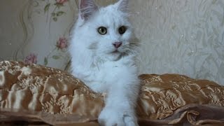 Ангел - очаровательная молодая кошка  мейн-кун 1 год Maine Coon (Animal Breed)