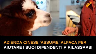 Azienda cinese 'assume' alpaca per aiutare i suoi dipendenti a rilassarsi