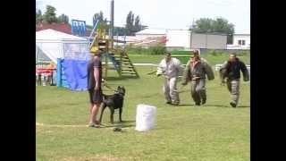 Рaбочие кане корсо 16