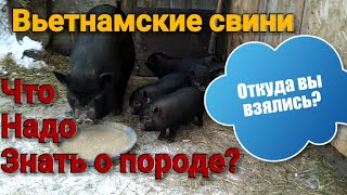 Вьетнамские свини. Особенности породы.