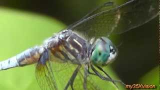 Summer Collage with Butterflies Dragonflies and friendly Spiders ~ Fix "yt:stretch=16:9"