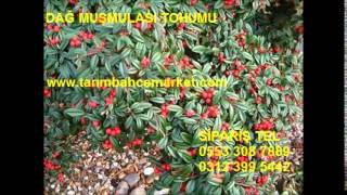 Cotoneaster horizontalis dağ muşmulası,dağ muşmulası