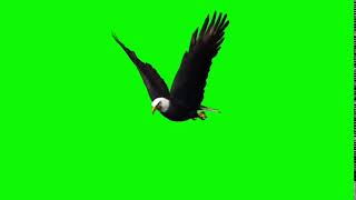eagle flies Green Screen - орел летит хромакей