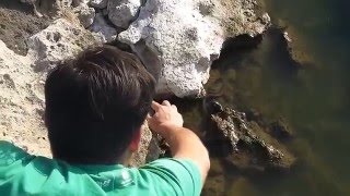 Как поймать змею