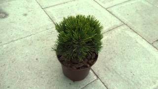 Pinus heldreichii Schmidtii