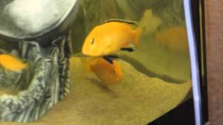 НЕРЕСТ Лабидохромис "Еллоу" SPAWNING Labidochromis "YELLOW"
