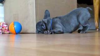 Piggy, the blue French Bulldog puppy 4