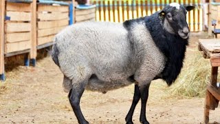 Бараны-производители романовской породы в племрепродукторе  ООО Романовское