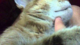 Моя любимая кошка (Мурка), ее больше нету...