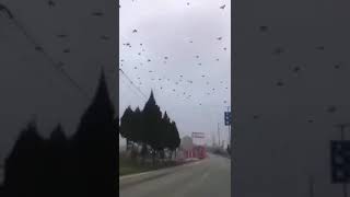 «Массовая миграция птиц в Китае» Virus in China ??