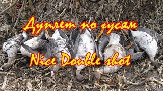 Дуплет по гусям. Гусиная охота в России весной. Double shot on a goose hunting.