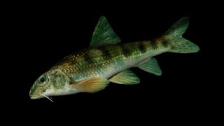Atom Fishing 2! 1000-я рыба по заданию пустоши!