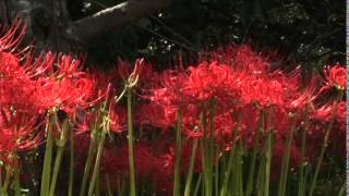 彼岸花の里～Lycoris radiata～
