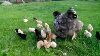Курица и маленькие цыплята