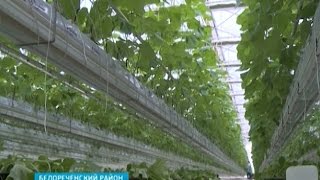 В Белореченском районе развивают выращивание овощей в теплице