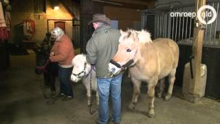 Verwaarloosde paarden opnieuw gered