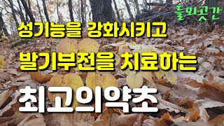 성기능을강화시켜주고 발기부전을 치료하는 최고의약초 삼지구엽초 들뫼곳간 약초이야기
