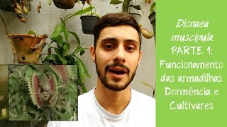 DIONAEA PARTE 1: FUNCIONAMENTO DAS ARMADILHAS, DORMÊNCIA E CULTIVARES!
