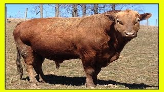 БИФАЛО— ГИБРИД ДОМАШНЕЙ КОРОВЫ и ДИКОГО АМЕРИКАНСКОГО БИЗОНА