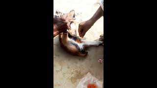 ছাগলের বাচ্চার মুসলমানি