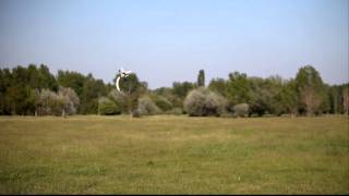 Váradi Ádám - T-Rex 450 Sport low flight
