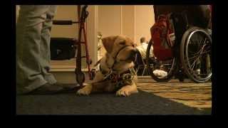 Social Dogs for children with Autism