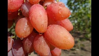 Виноград Катруся Каховская - 2018 .( Третий год испытаний)