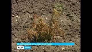 В станице Кирпильской сожгли поля фермеров