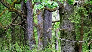 Music for relaxation. Forest birds, the sound of rain. Музыка для релаксации. Лес,птицы,дождь.