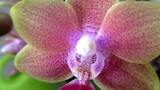 Обзор красивой орхидеи Nina Queen \ Overview of a beautiful orchid Nina Queen