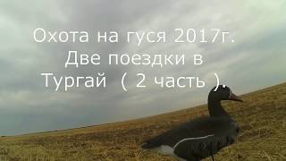 Охота на гуся 2017г  Две поездки в Тургай 2 часть