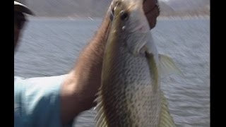 Crappie Fishing with Kurt Rambo