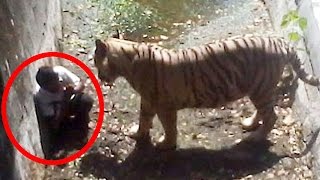5 Most Shocking Animal Attacks Caught on Tape