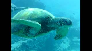 Qué se ve al hacer submarinismo