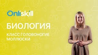 Биология 7 класс : Класс Головоногие моллюски