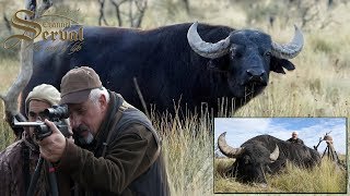 Water buffalo - Hunting in Argentina, La Pampa 2018.- Búfalo de agua- Caza en Argentina