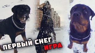 ЩЕНОК ВПЕРВЫЕ УВИДЕЛ СНЕГ ИЛИ ИГРА В СНЕЖКИ С РОТВЕЙЛЕРОМ
