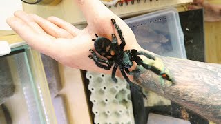 Rehouse oraz aranżacja terrarium dla Psalmopoeus irminia!