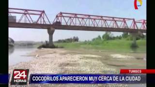 Presencia de cocodrilos en río Tumbes asustó a pobladores