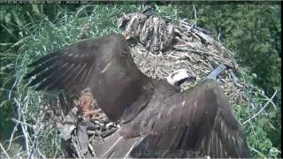 GRCA Osprey Belwood Lake Cam More nest visits then Luther with fish #3 3:53pm 7-2-2017