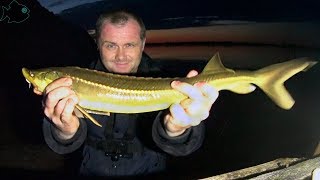 Огромная стерлядь. Ловля на донки.