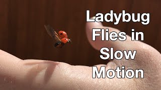 Ladybug Flies Away in SloMo - iPhone 6