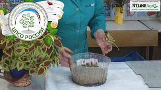 Колеус - выращивание. Черенкование колеуса.